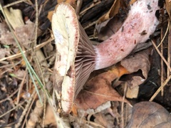 Lactarius subpurpureus
