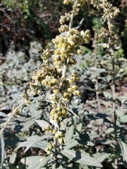 Artemisia douglasiana