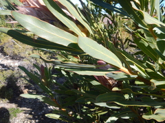 Protea compacta × longifolia