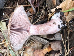 Lactarius subpurpureus