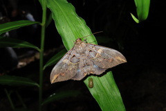 Ischyja ferrifracta
