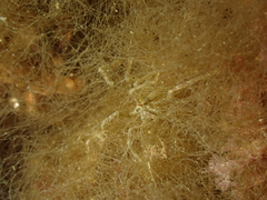 Ammothea hilgendorfi