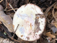 Lactarius subpurpureus
