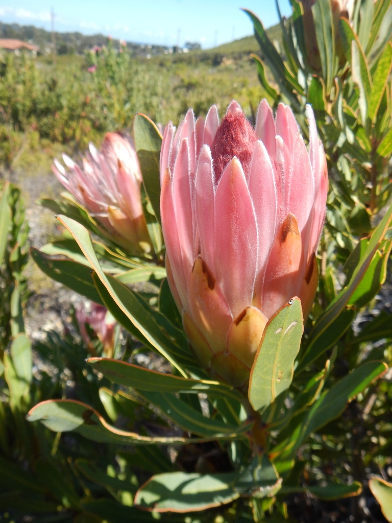 Longleaf Sugarbush Hybrid