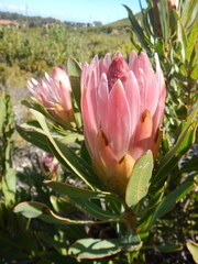 Protea compacta × longifolia