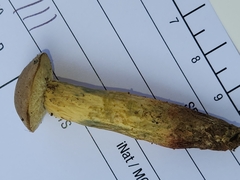 Xerocomellus truncatus