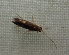 Polycentropodidae