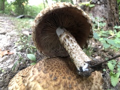 Lacrymaria echiniceps