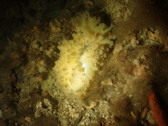 Doris verrucosa