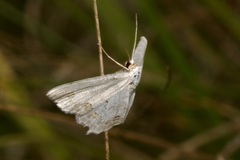 Scopula ornata