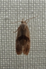 Phalonidia contractana