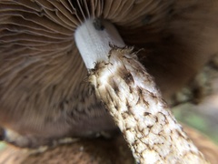 Lacrymaria echiniceps