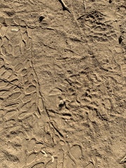 Dasymutilla sackenii