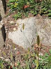 Setaria