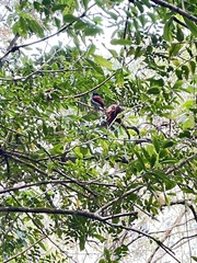 Terpsiphone bourbonnensis