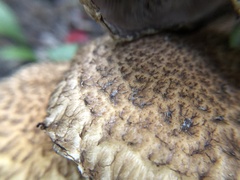 Lacrymaria echiniceps