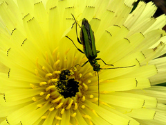 Oedemera nobilis