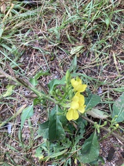 Oenothera parviflora