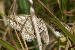 Scopula immorata