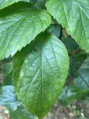 Morus nigra