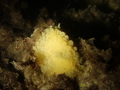 Doris verrucosa