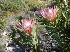 Protea compacta × longifolia