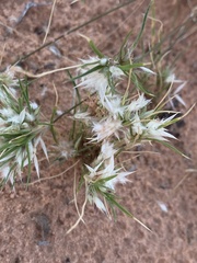 Dasyochloa