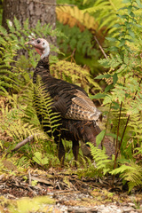 Meleagris gallopavo silvestris