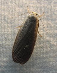 Eilema