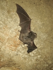 Miniopterus schreibersii