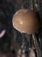 Pluteus romellii