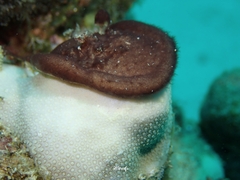 Leptolyngbya crosbyana