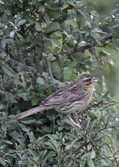 Emberiza cirlus