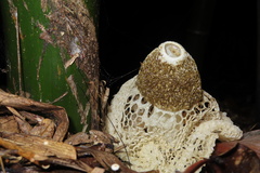 Phallus indusiatus