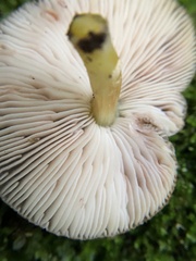 Pluteus romellii