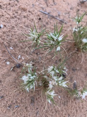 Dasyochloa