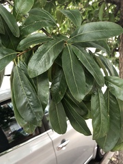Quercus imbricaria