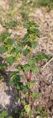 Urtica urens