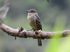 Knipolegus poecilurus