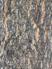 Quercus imbricaria