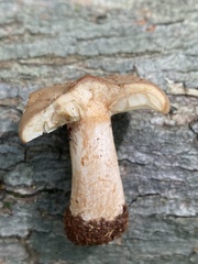 Lactarius imperceptus