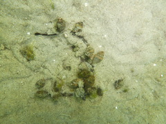 Tritia reticulata