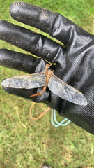 Sympetrum costiferum