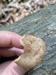 Lactarius imperceptus