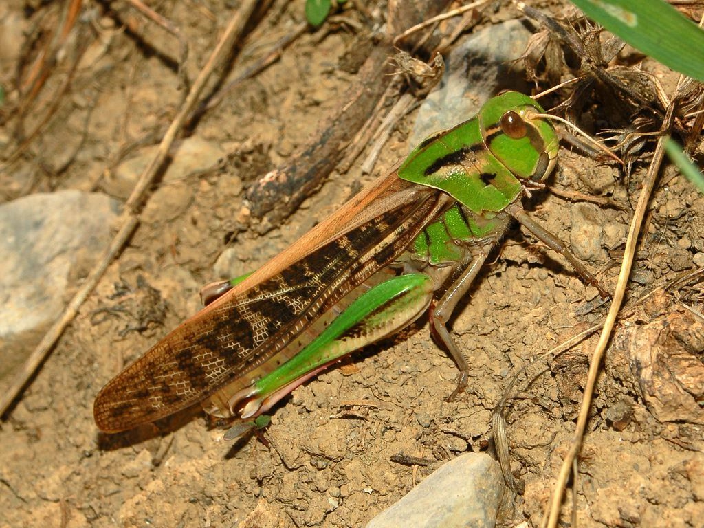 Locusta migratoria L., 1758, ssp. gallica Remaudière, 1947