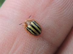 Agroiconota bivittata