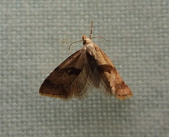 Cochylina
