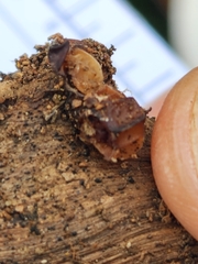 Auricularia angiospermarum