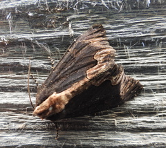 Dypterygia scabriuscula