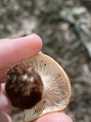 Lactarius imperceptus